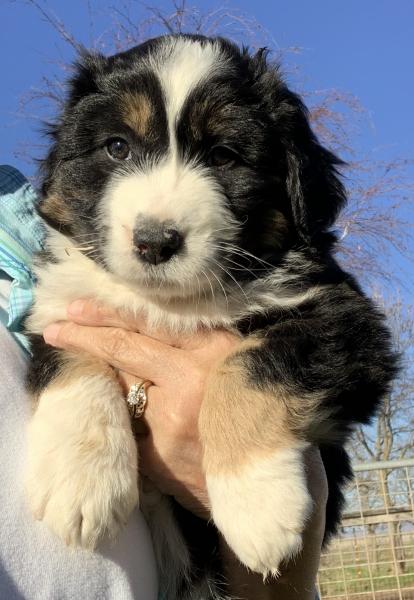 7 weeks old