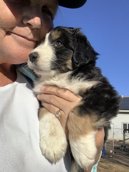 7 weeks old