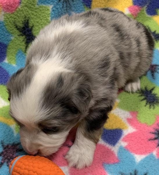 4 weeks old