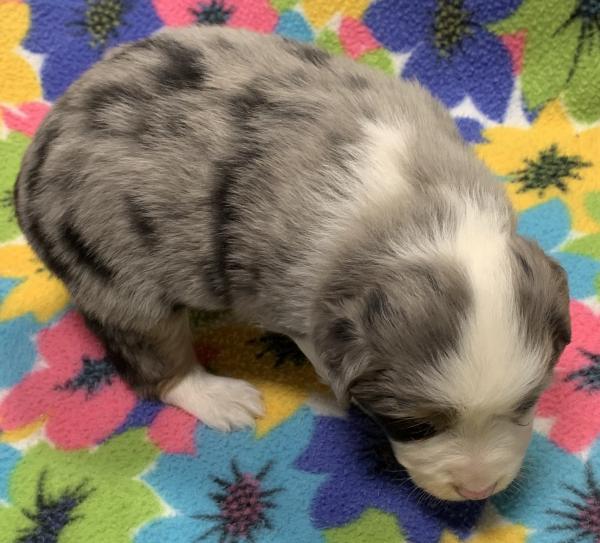 4 weeks old
