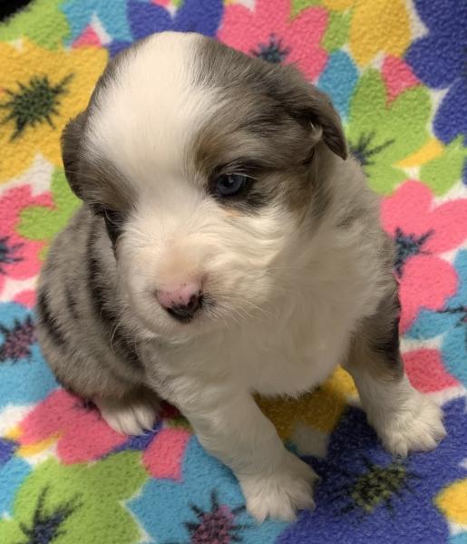 4 weeks old