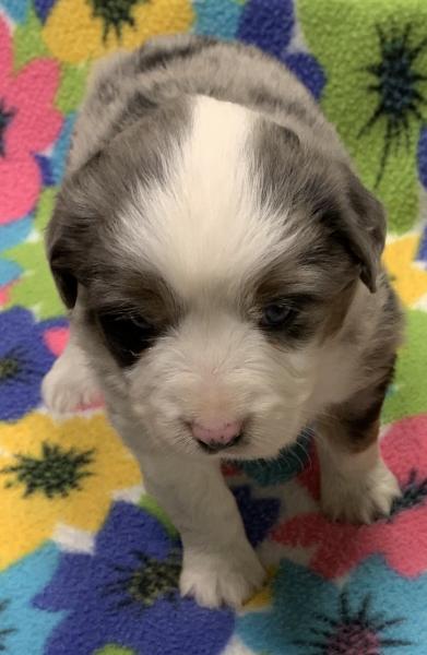 4 weeks old
