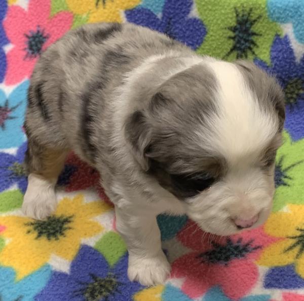 4 weeks old