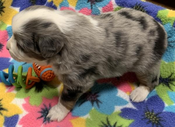 4 weeks old