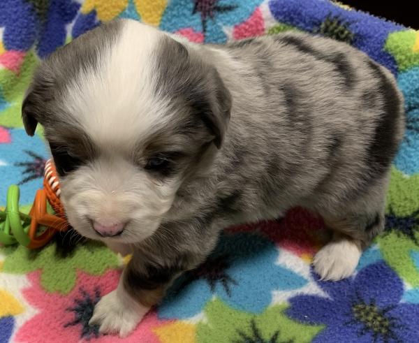 4 weeks old