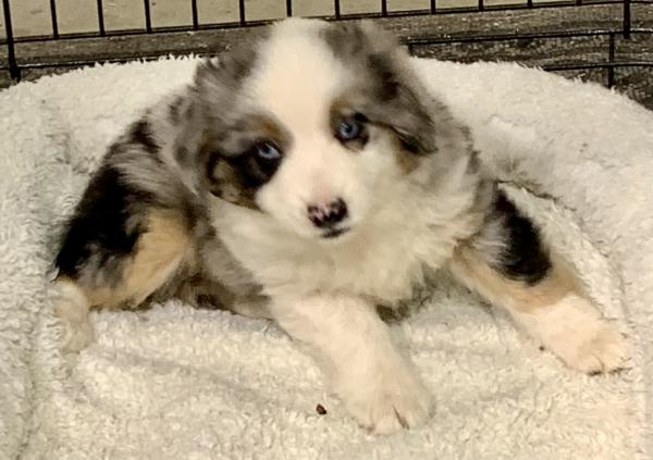 almost 8 weeks old