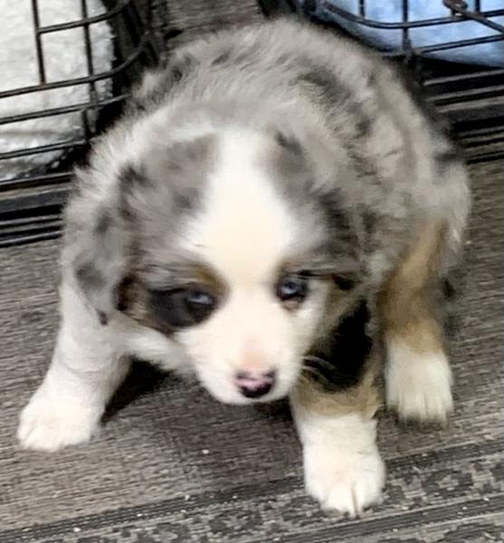 almost 8 weeks old