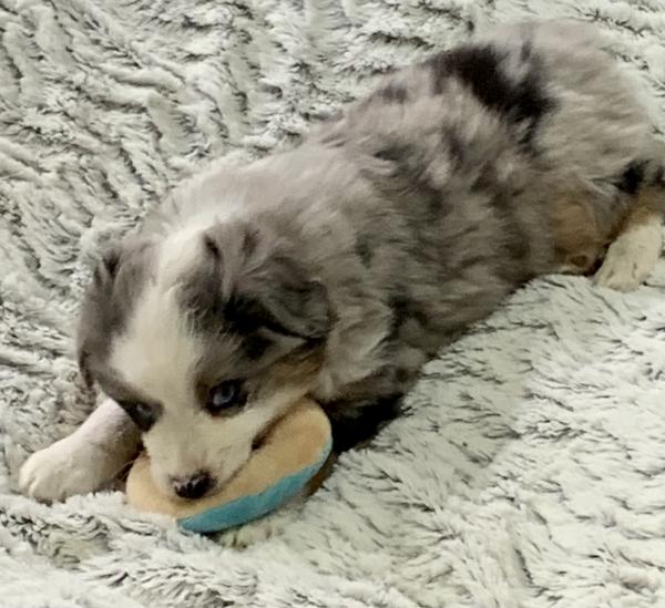 almost 8 weeks old