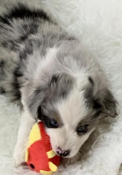 almost 8 weeks old
