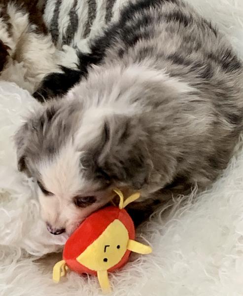almost 8 weeks old