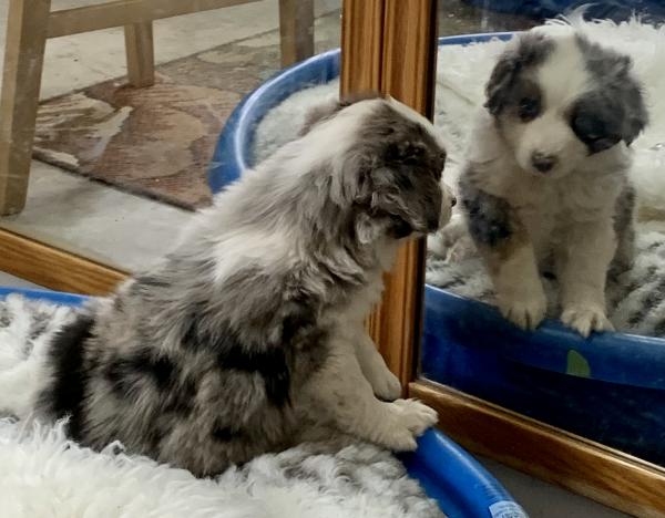 almost 8 weeks old