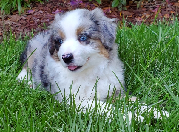Cody