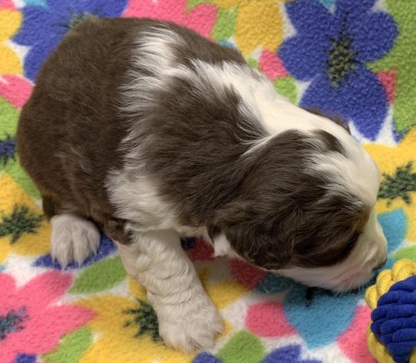 4 weeks old