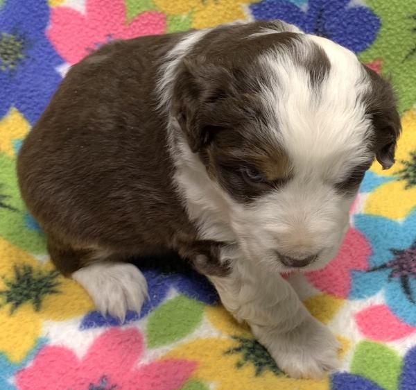 4 weeks old