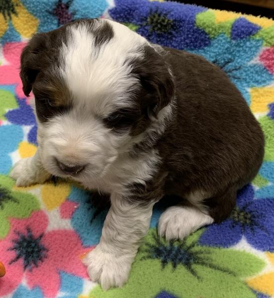 4 weeks old