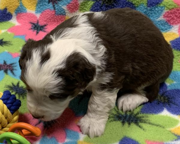 4 weeks old