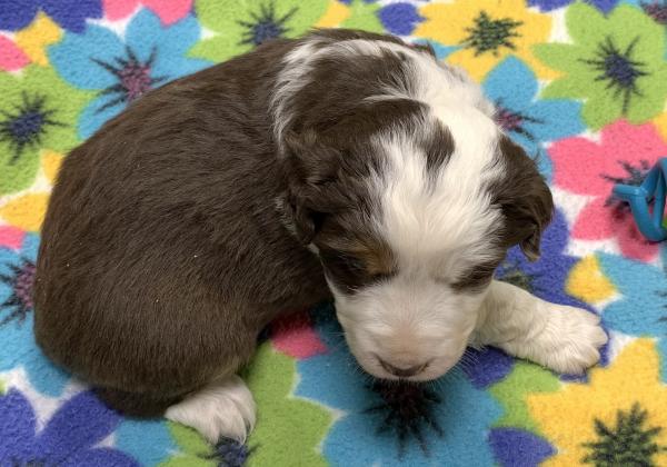 4 weeks old
