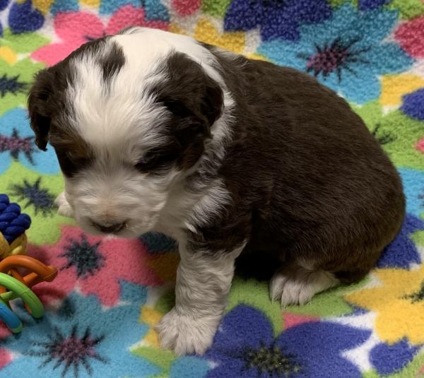 4 weeks old