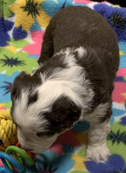 4 weeks old