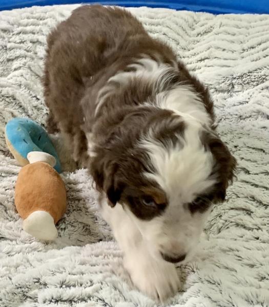 almost 8 weeks old