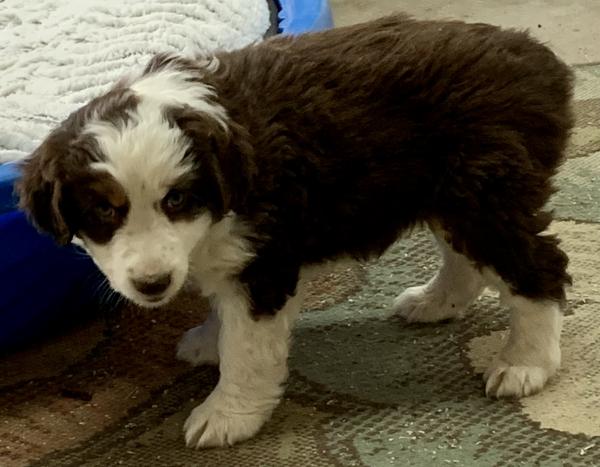 almost 8 weeks old