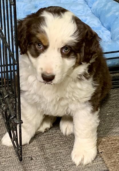 almost 8 weeks old