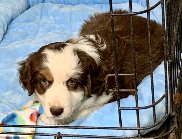 almost 8 weeks old