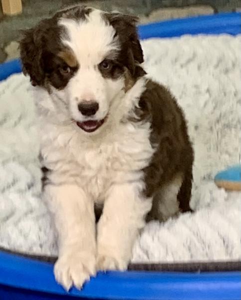 almost 8 weeks old