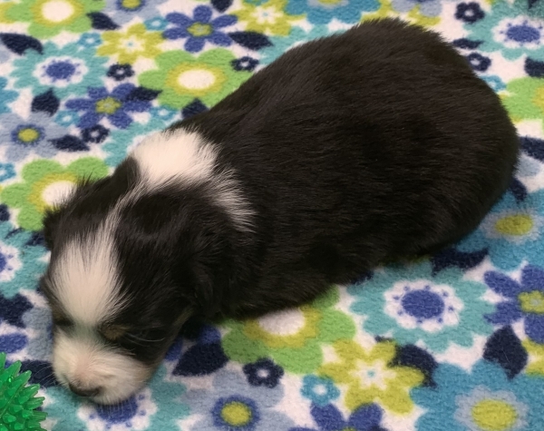 4 weeks old
