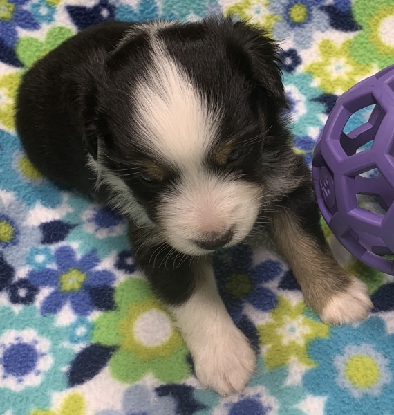 4 weeks old