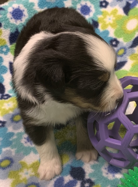 4 weeks old