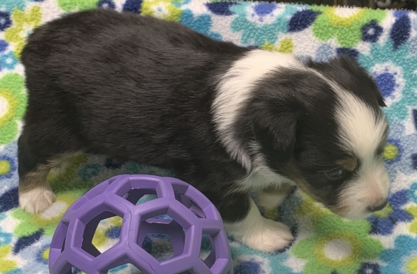 4 weeks old
