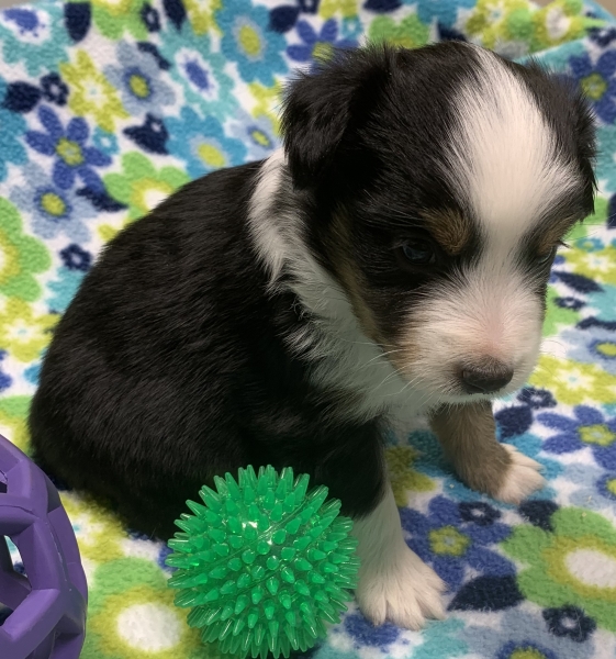 4 weeks old