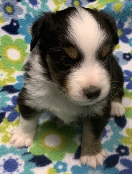 4 weeks old