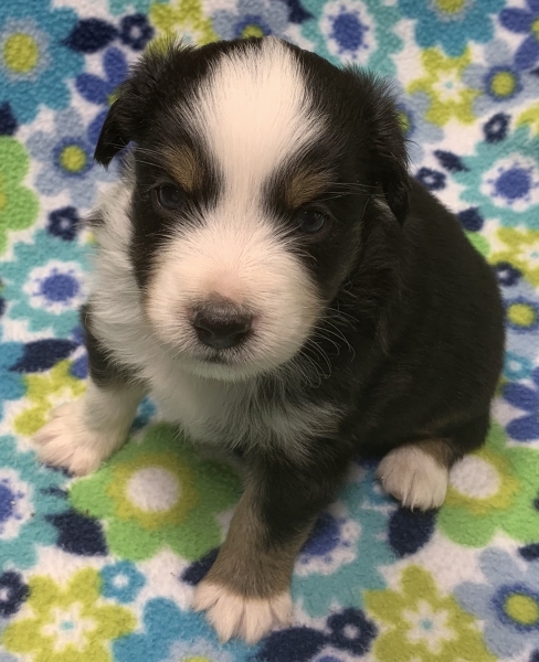 4 weeks old