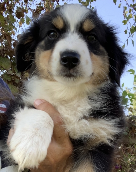 8 weeks old