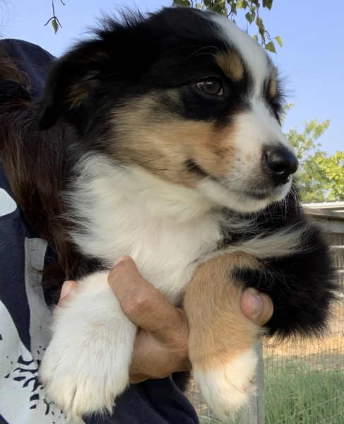 8 weeks old