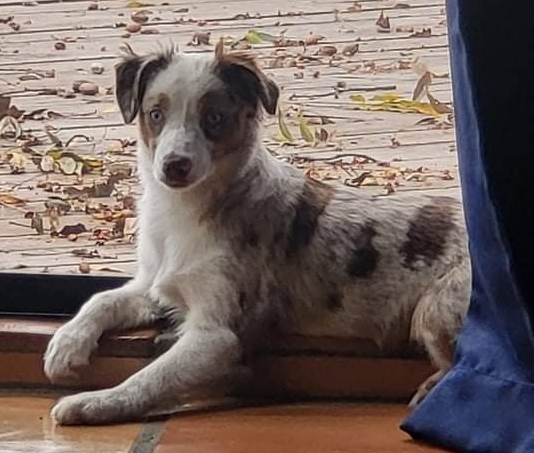 Bindi
