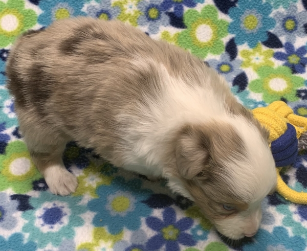4 weeks old