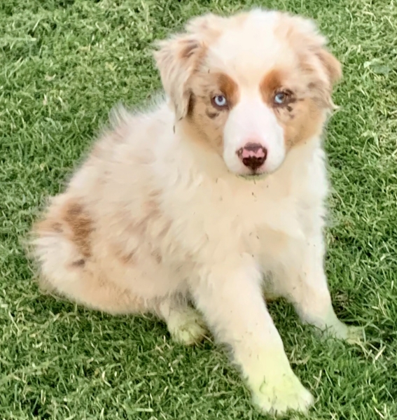 11 weeks old