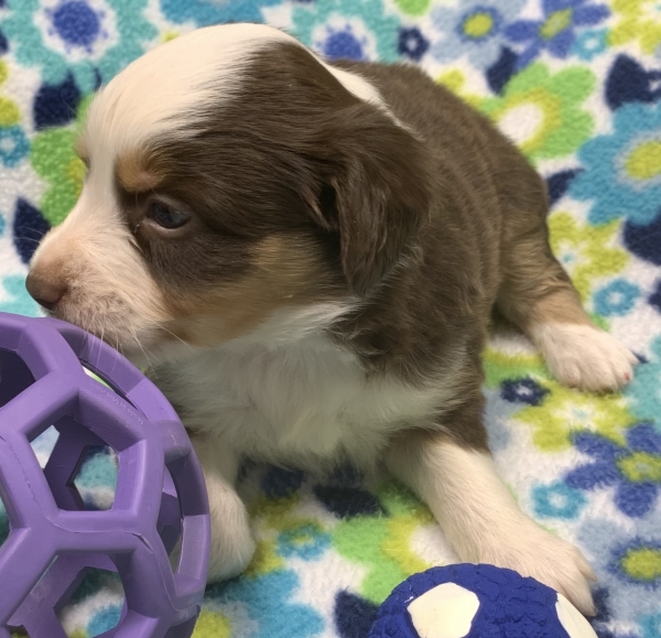 4 weeks old