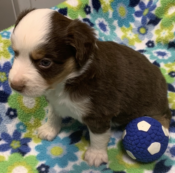 4 weeks old