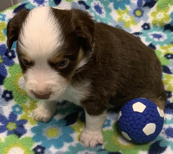 4 weeks old