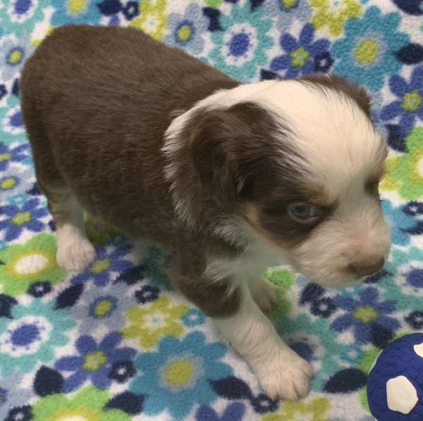 4 weeks old