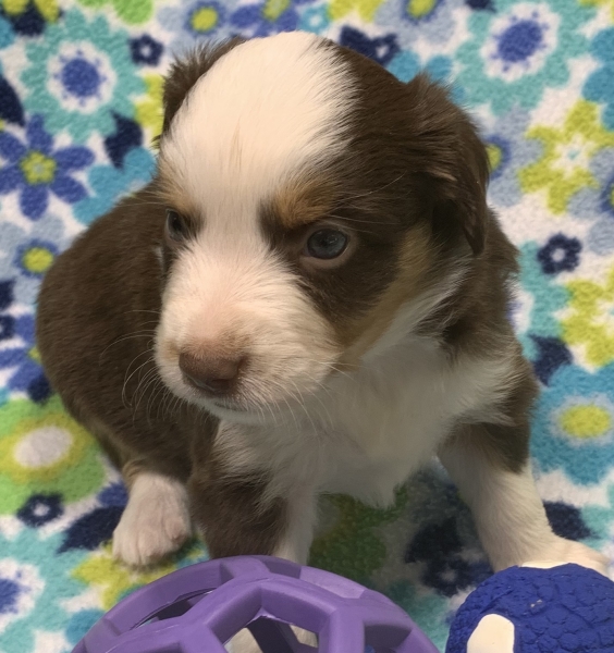 4 weeks old