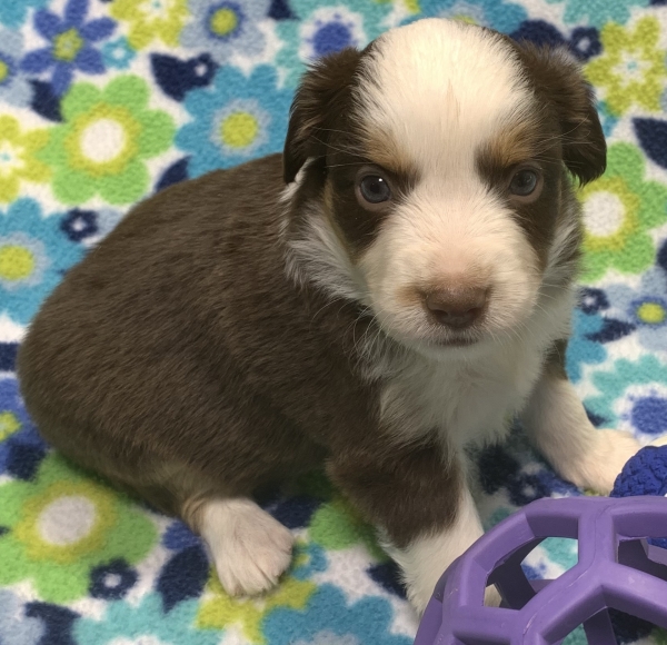 4 weeks old