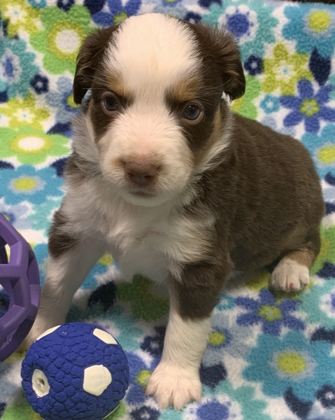 4 weeks old
