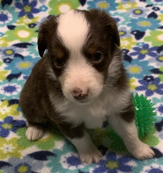 4 weeks old