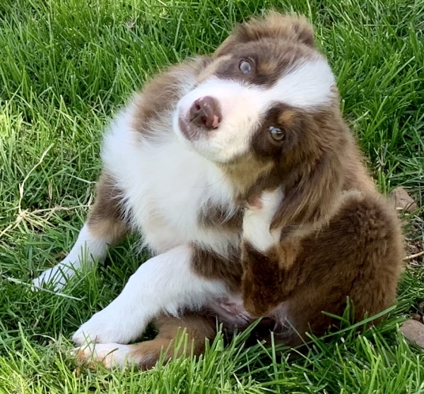 11 weeks old