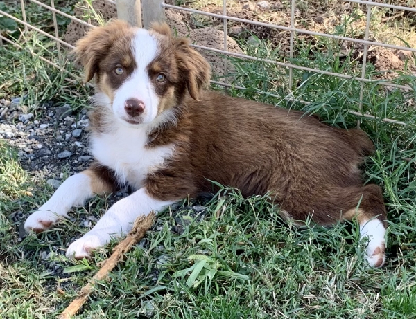 11 weeks old